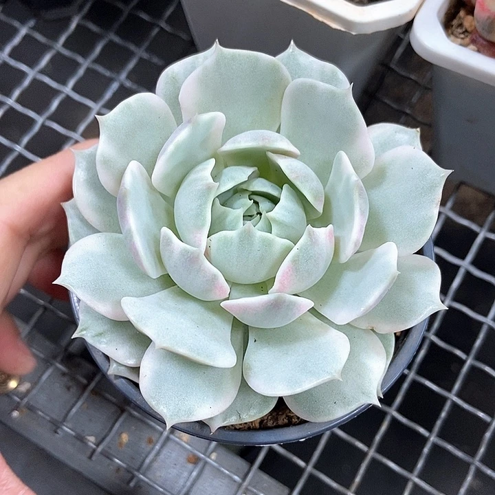 露娜莲锦多肉植物