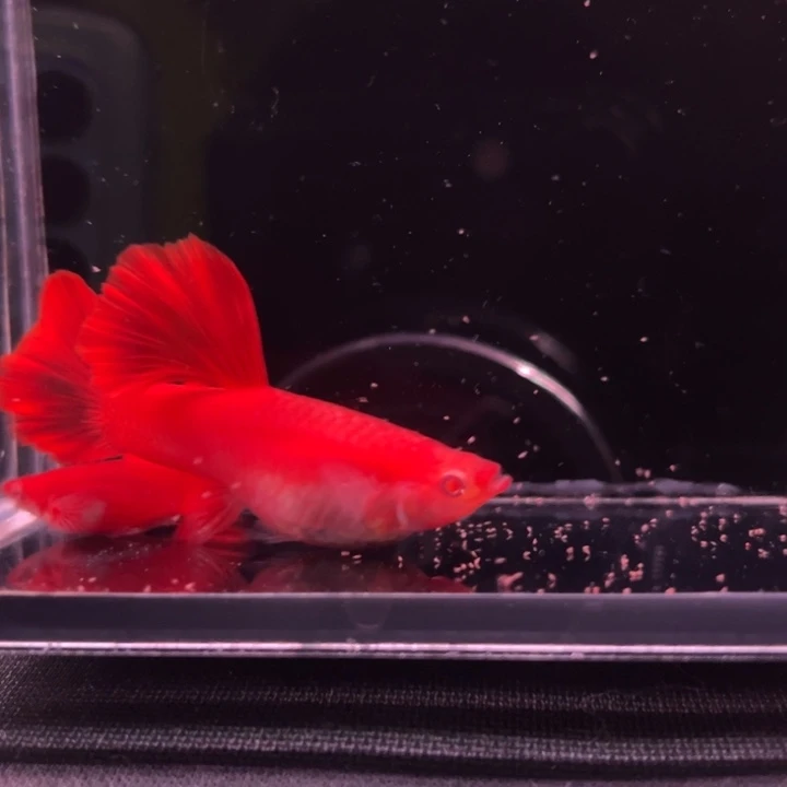 孔雀鱼血红火麒麟1对