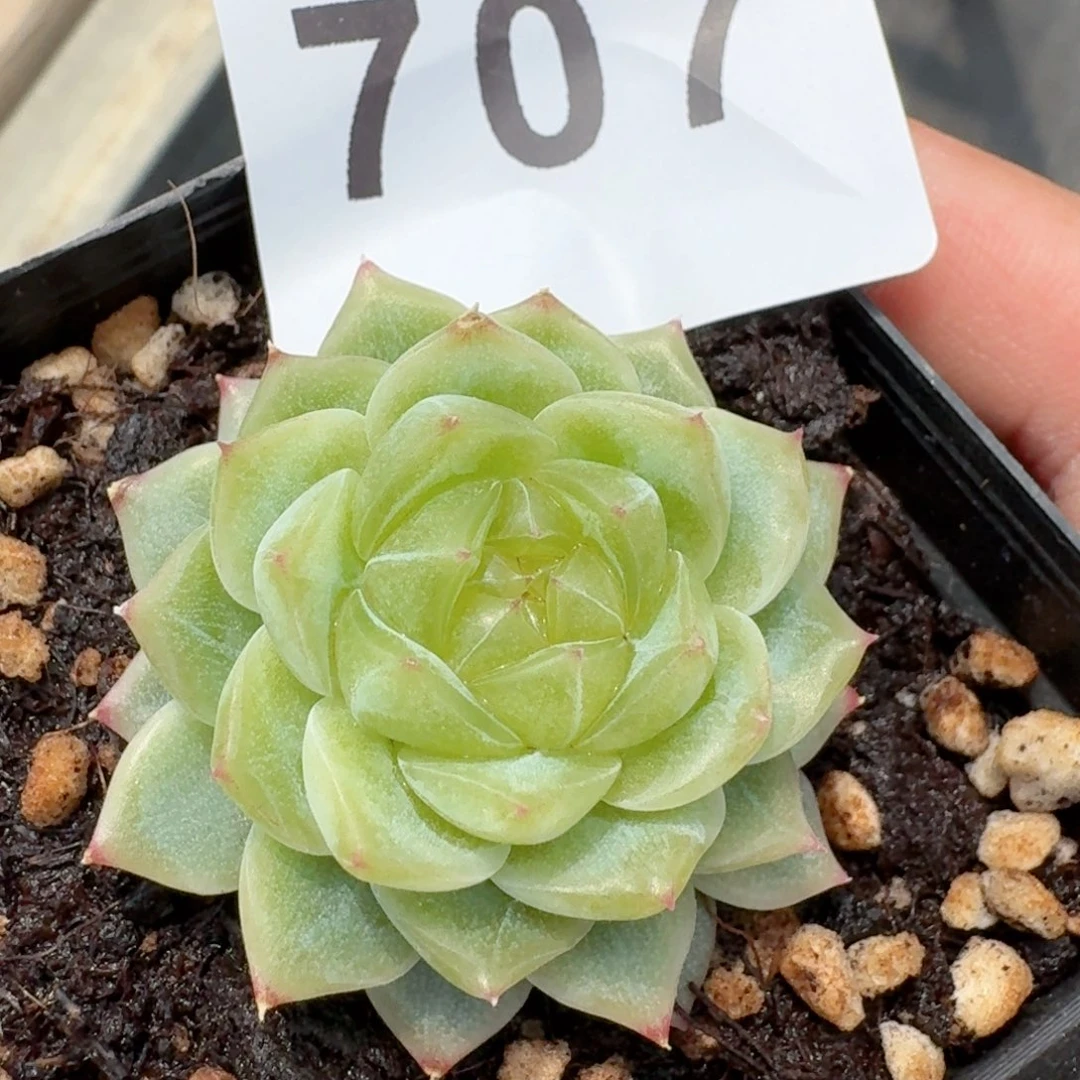 泼富         多肉植物