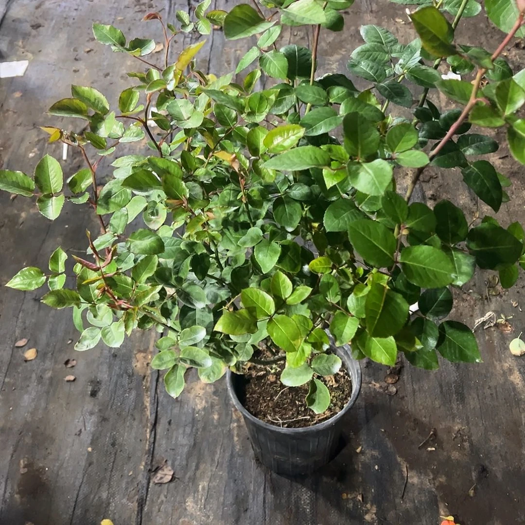 无花朵一物一拍284号