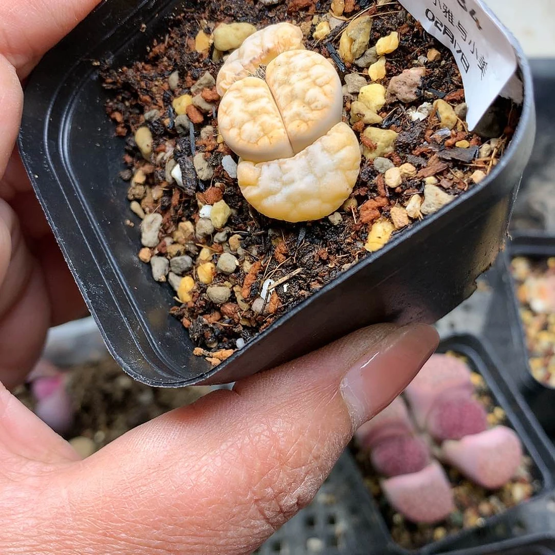 W434多肉植物保护研究所
