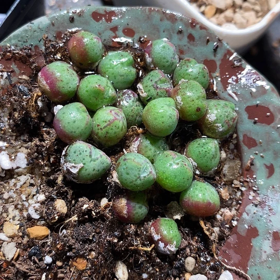 一颗单头猪蹄。