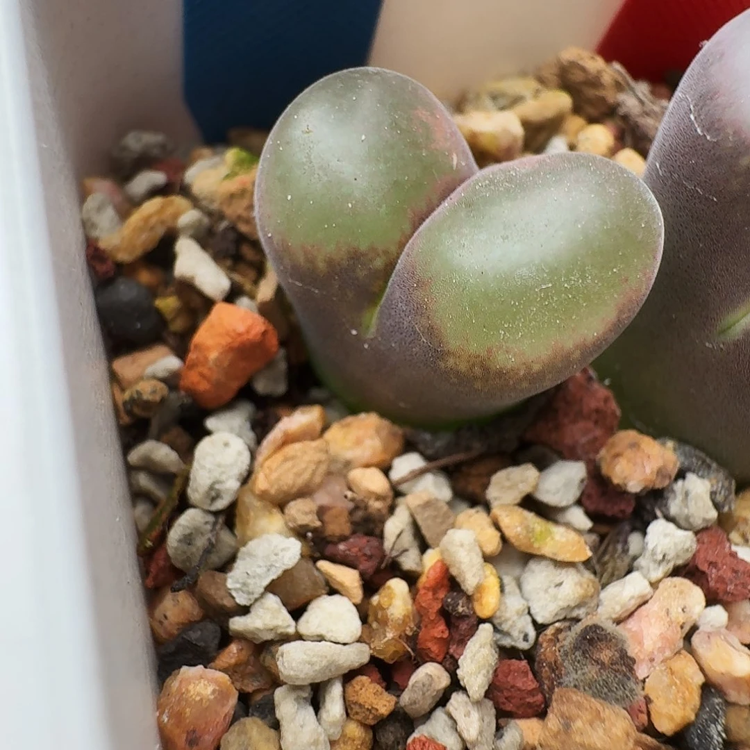 多肉植物福利风铃捡漏13