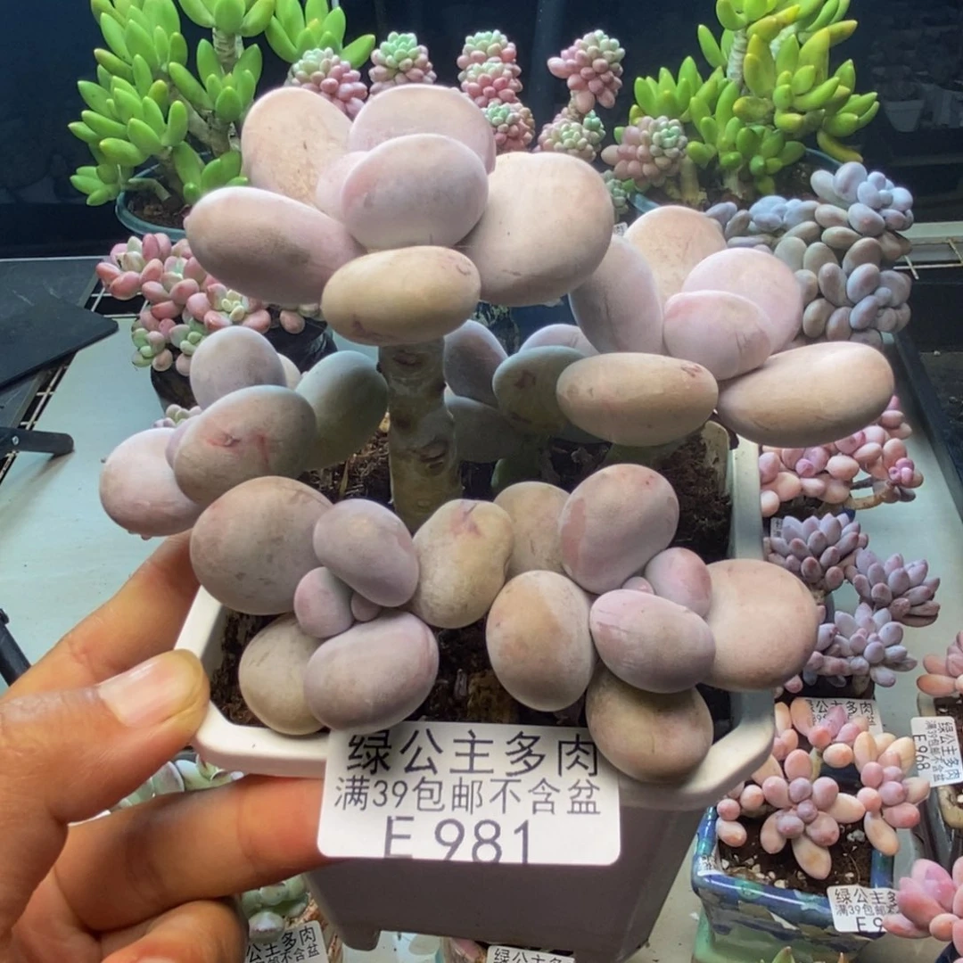 981水光针多肉8c m