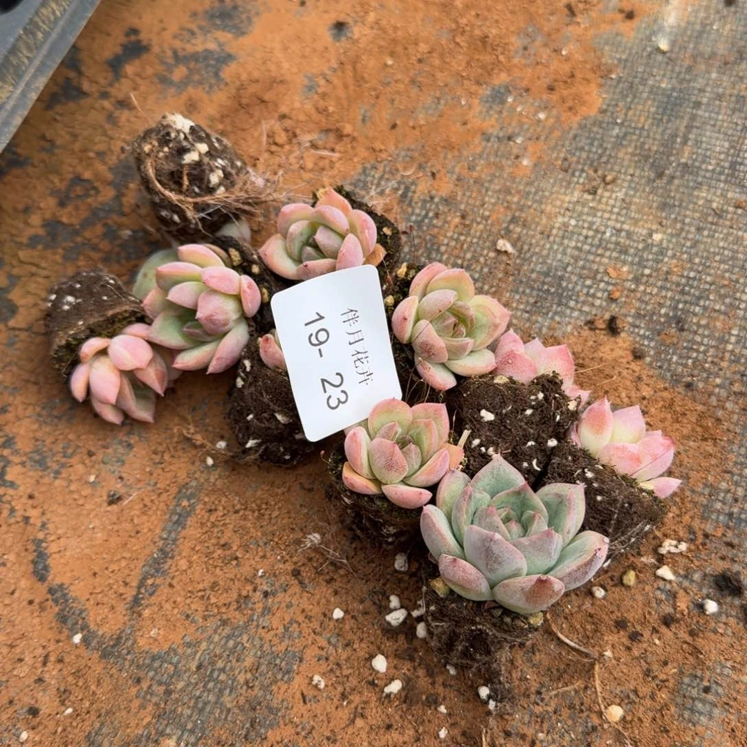 粉色小珍妮十棵量拍下9-23（侧门右三）