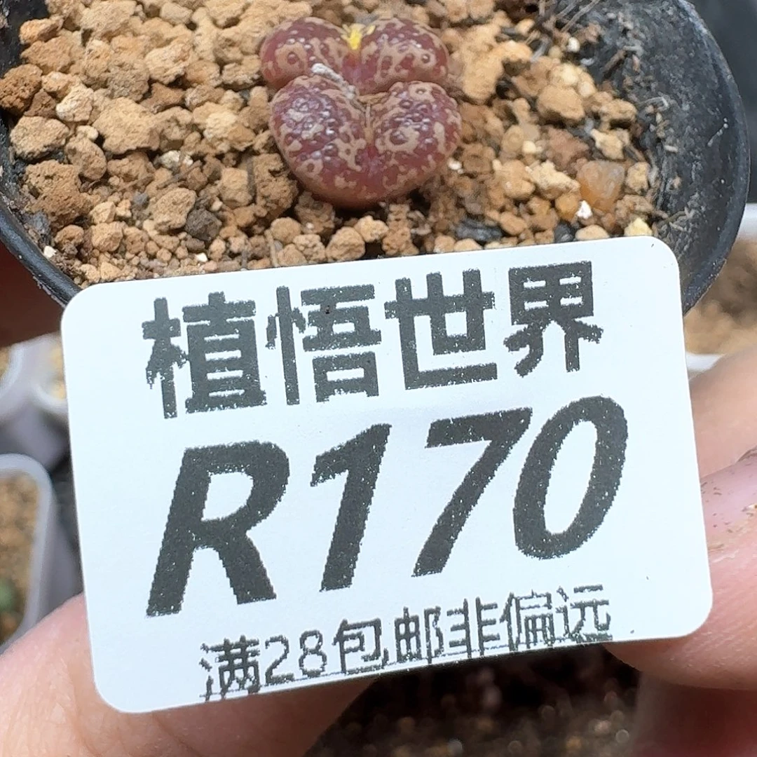 多肉植物多肉植物