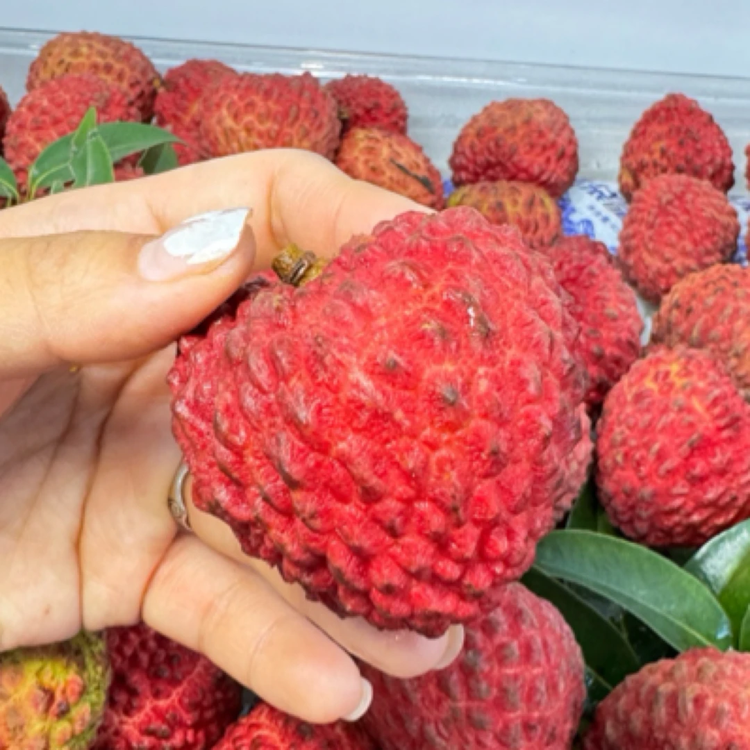 火山荔枝王（一斤左右）荔枝同城送新鲜