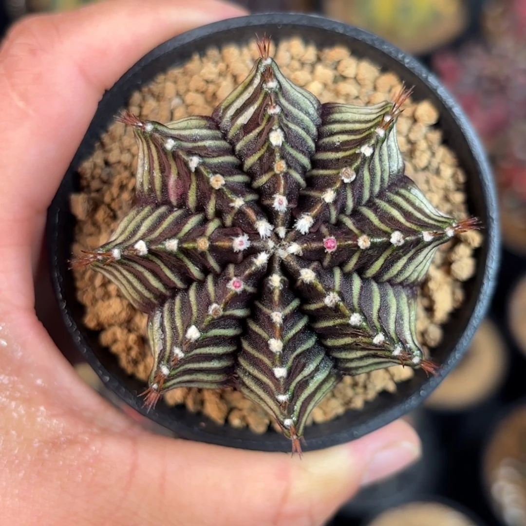 泰系米哈实生仙人球320