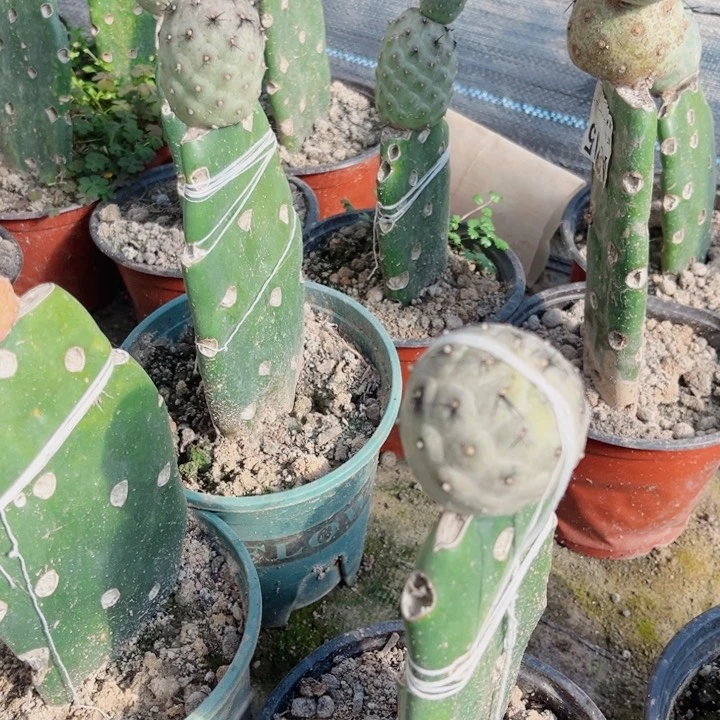 单头习志野嫁接仙人球