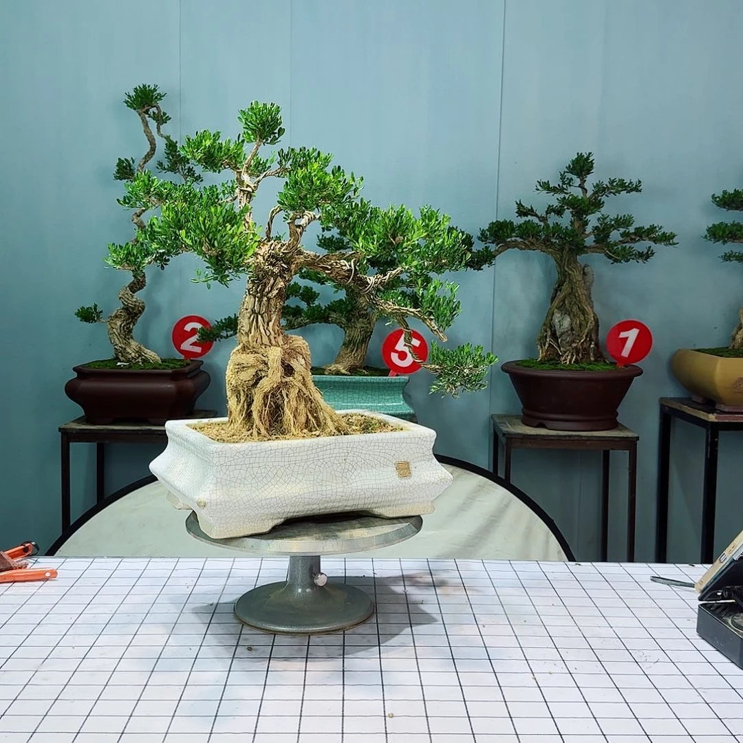 【**】广东皱皮雀舌黄杨