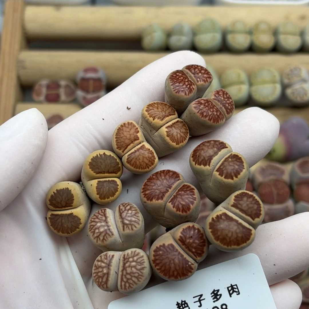 2198号一首红窗菊母本