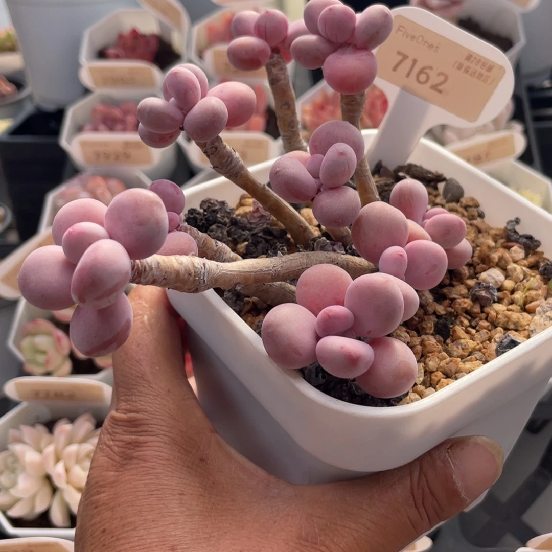 桃蛋7162-12.0厘米