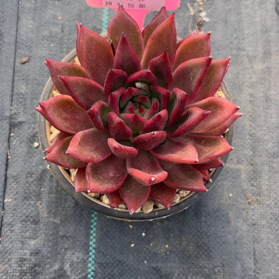 ?*一多肉植物细叶弗兰克