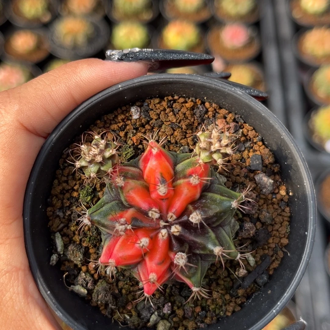 97 侧牙 带盆土 特价捡漏