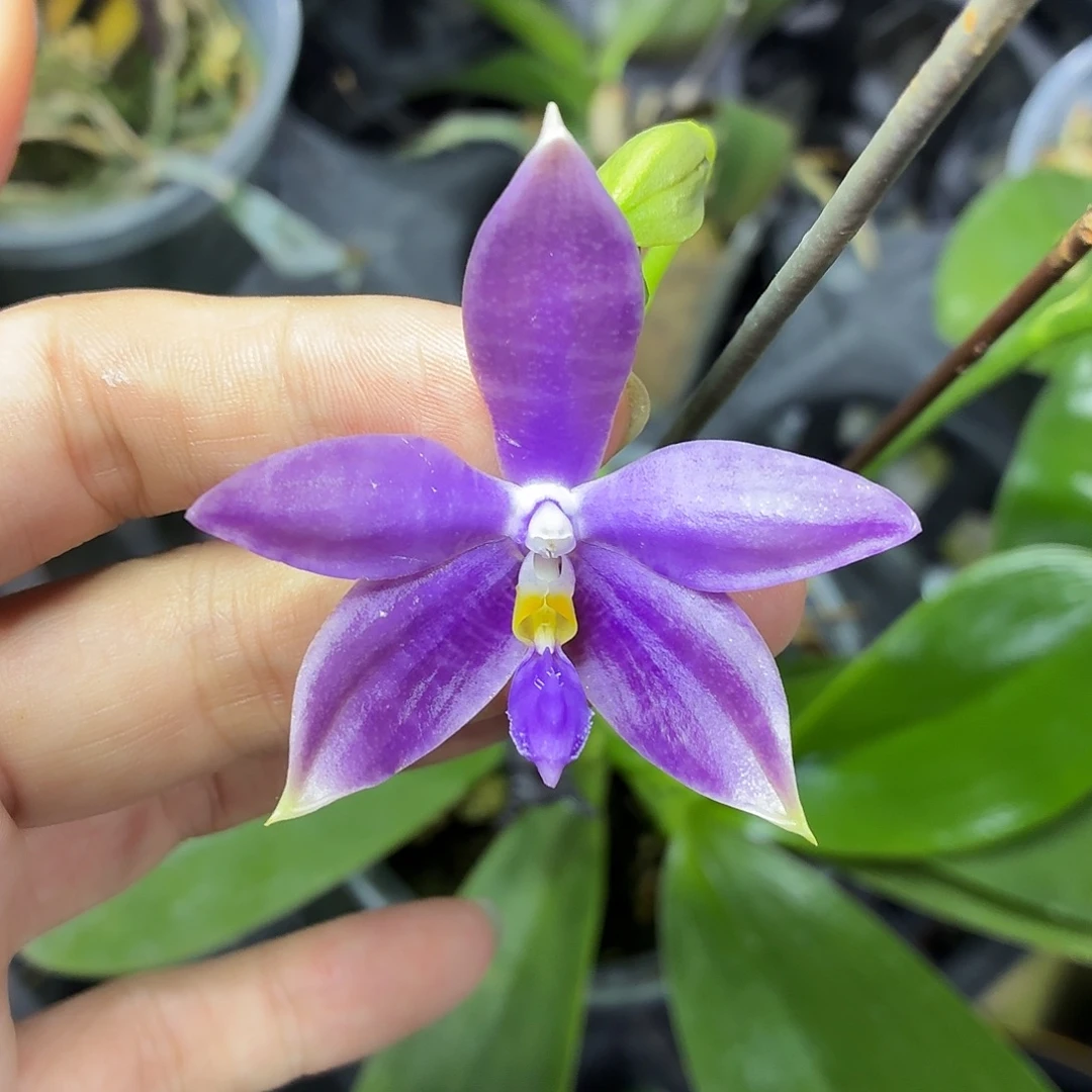 当前无花朵，栽培后可花朵A1340yss1199