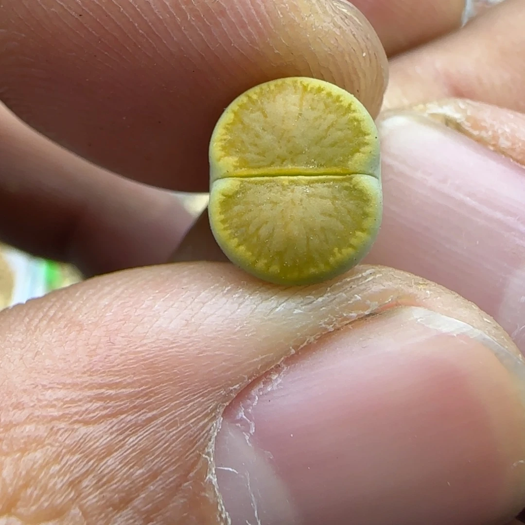 885 生石花大棚直播