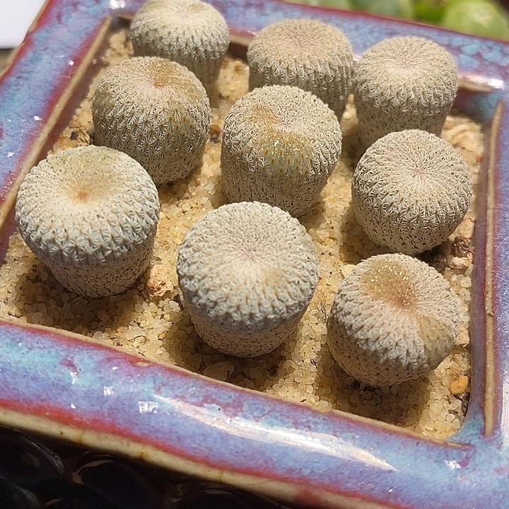 实生月世界一颗。