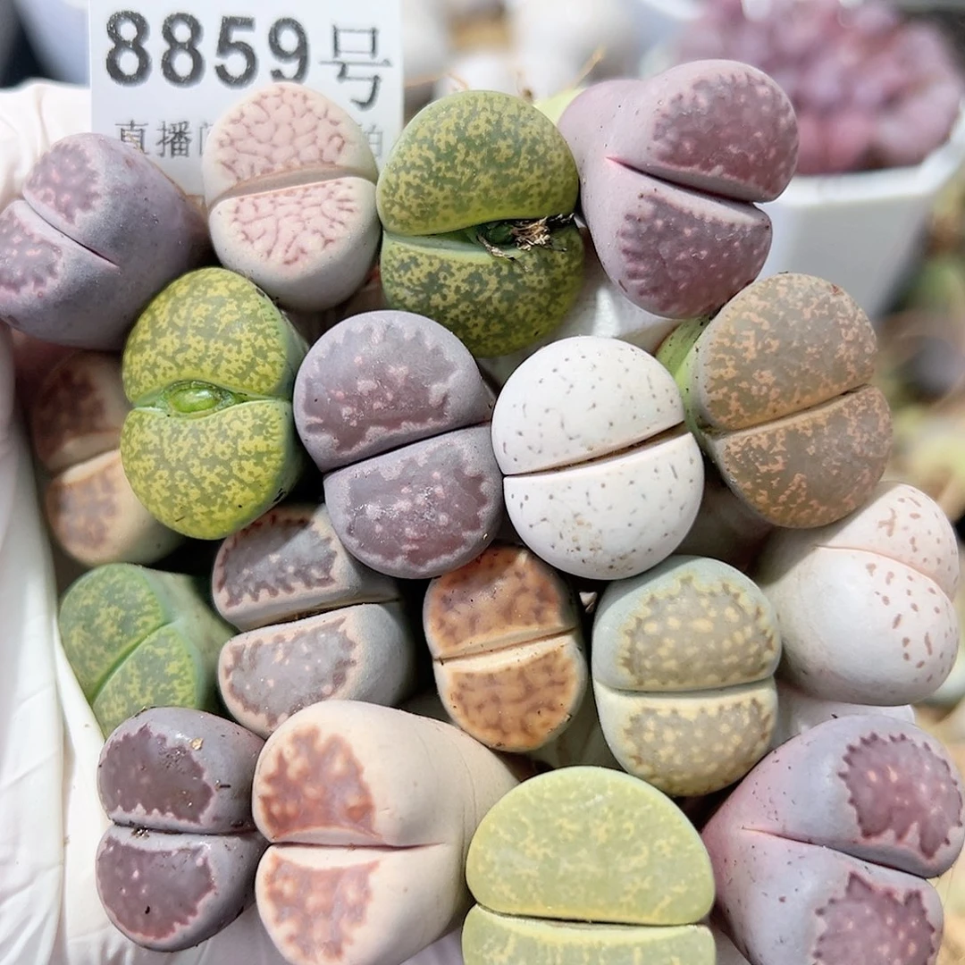 8859 好养易活生石花大母本18个