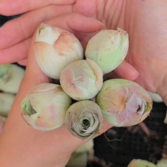 【刘总专属】山地玫瑰组合直径2以上