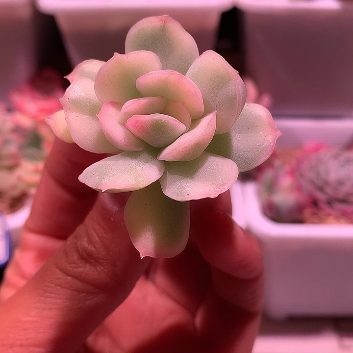 蛋糕锦锦锦锦锦锦