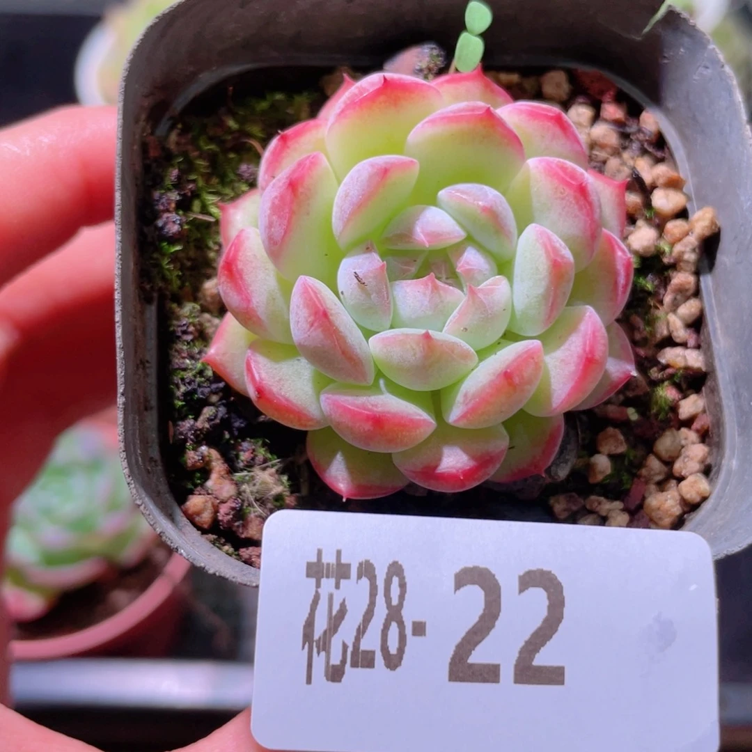 花利美28-22白桃汽水