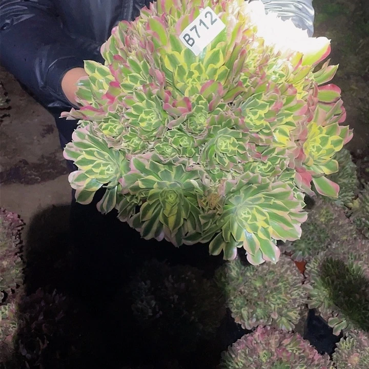 多肉法师712号白凤大号发货不包损