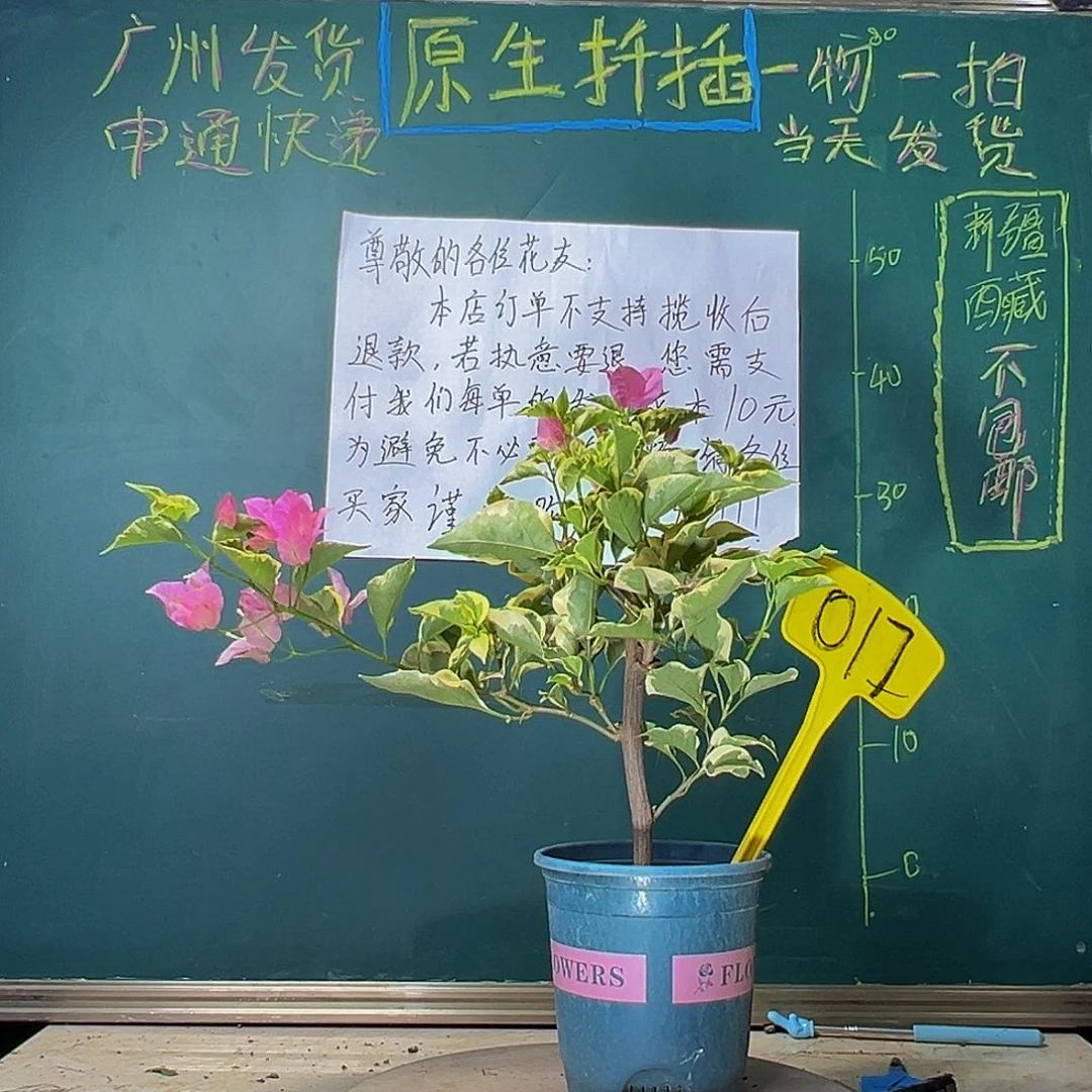 当前无花栽培后可以开花蜡染粉017