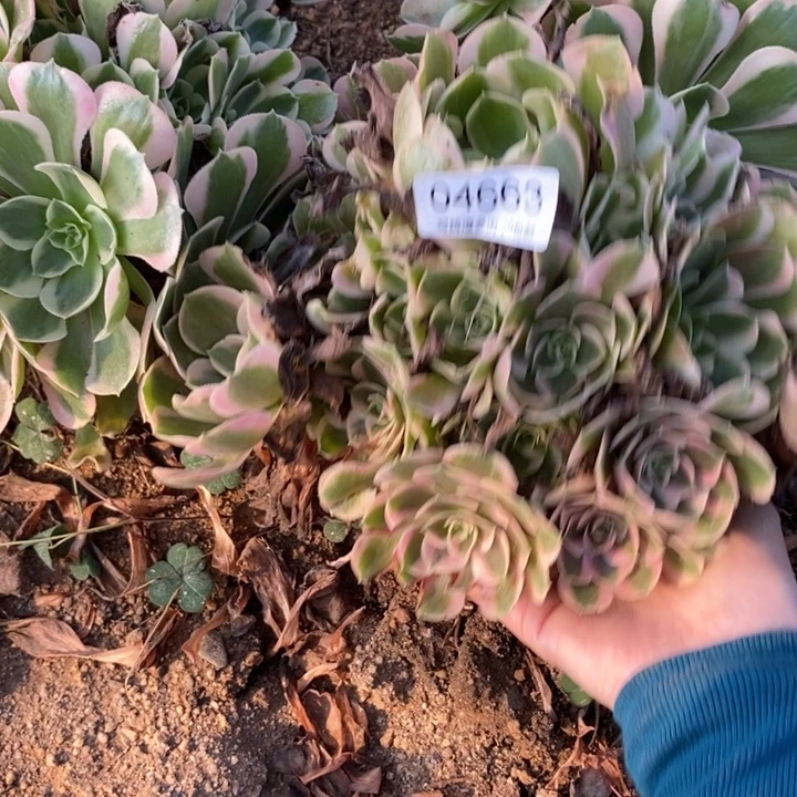04663女郎多肉植物那是