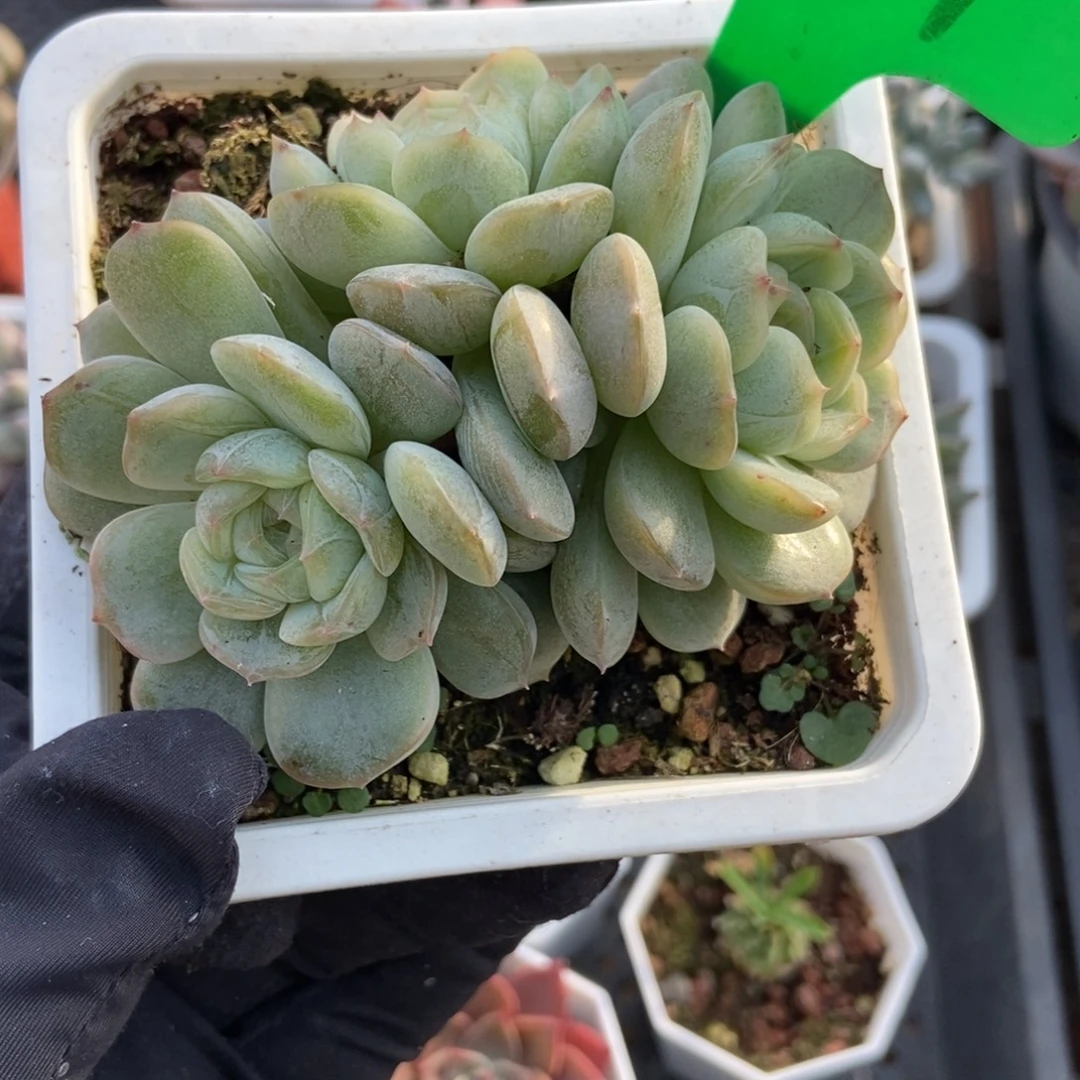 1661白色恋人多肉植物