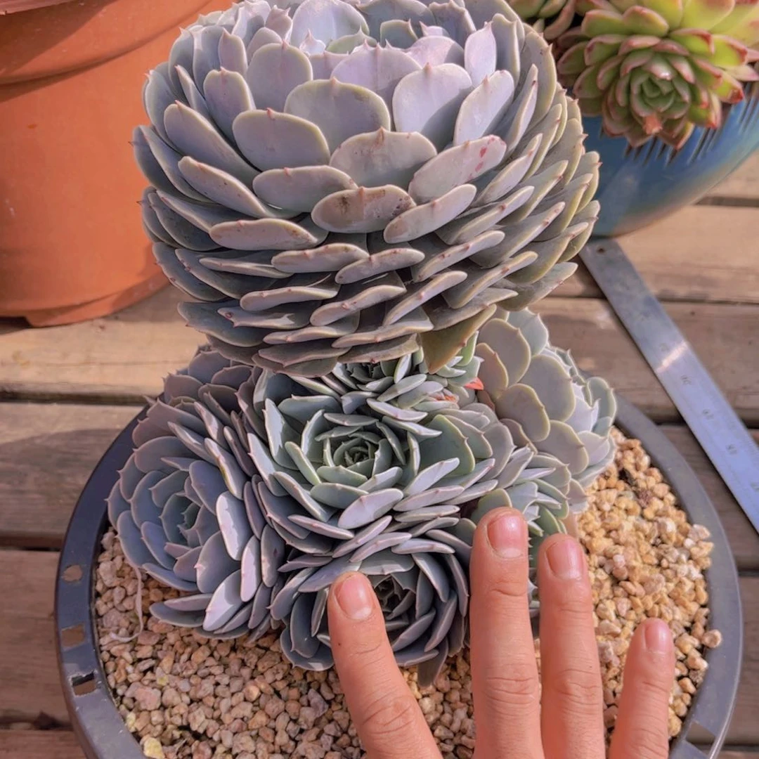 娜肉老桩多肉老桩