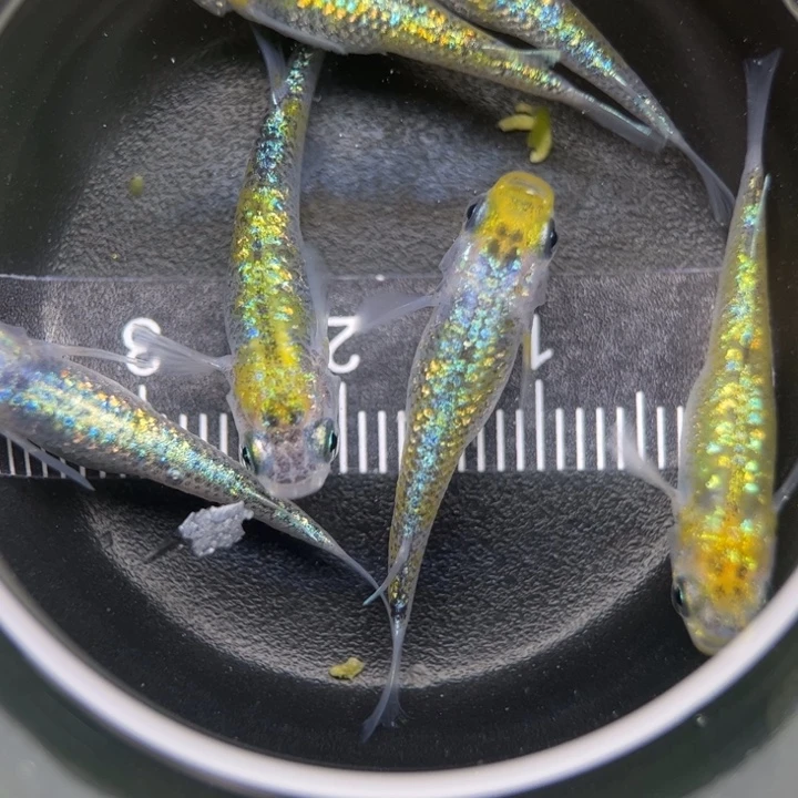 海水鱼猫饭星光17号
