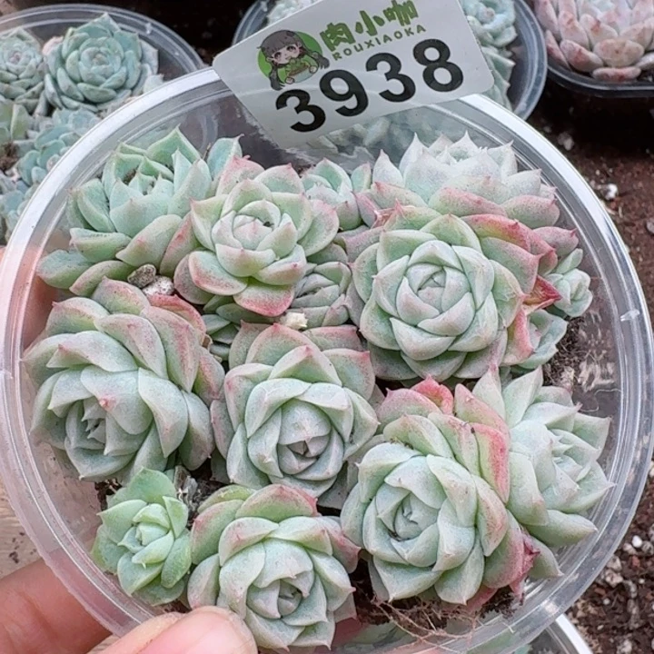 多肉植物多肉植物