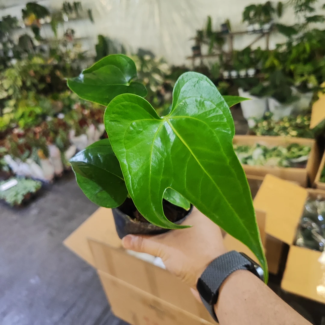 掌裂花烛室内观叶植物大叶花烛经典品种耐阴好养绿植盆栽