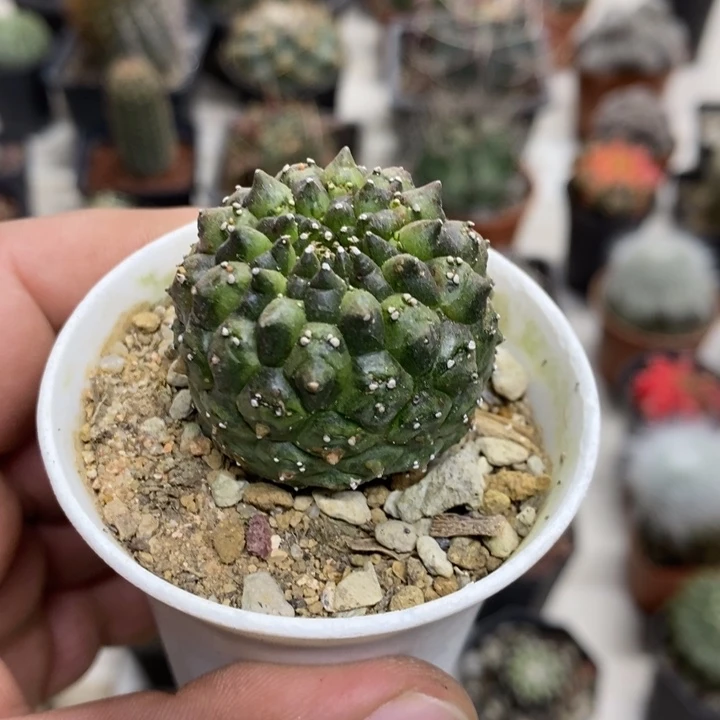 裸额龟甲特价福利