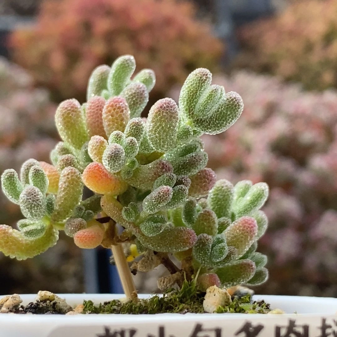 福利实生冰晶4028枝干番杏
