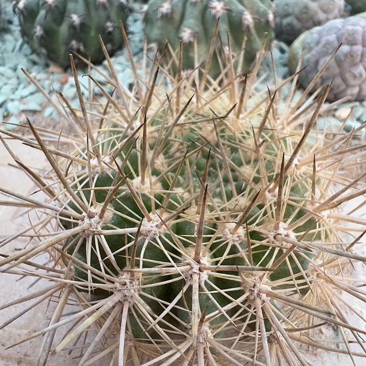 龙爪球。    苗接落地。