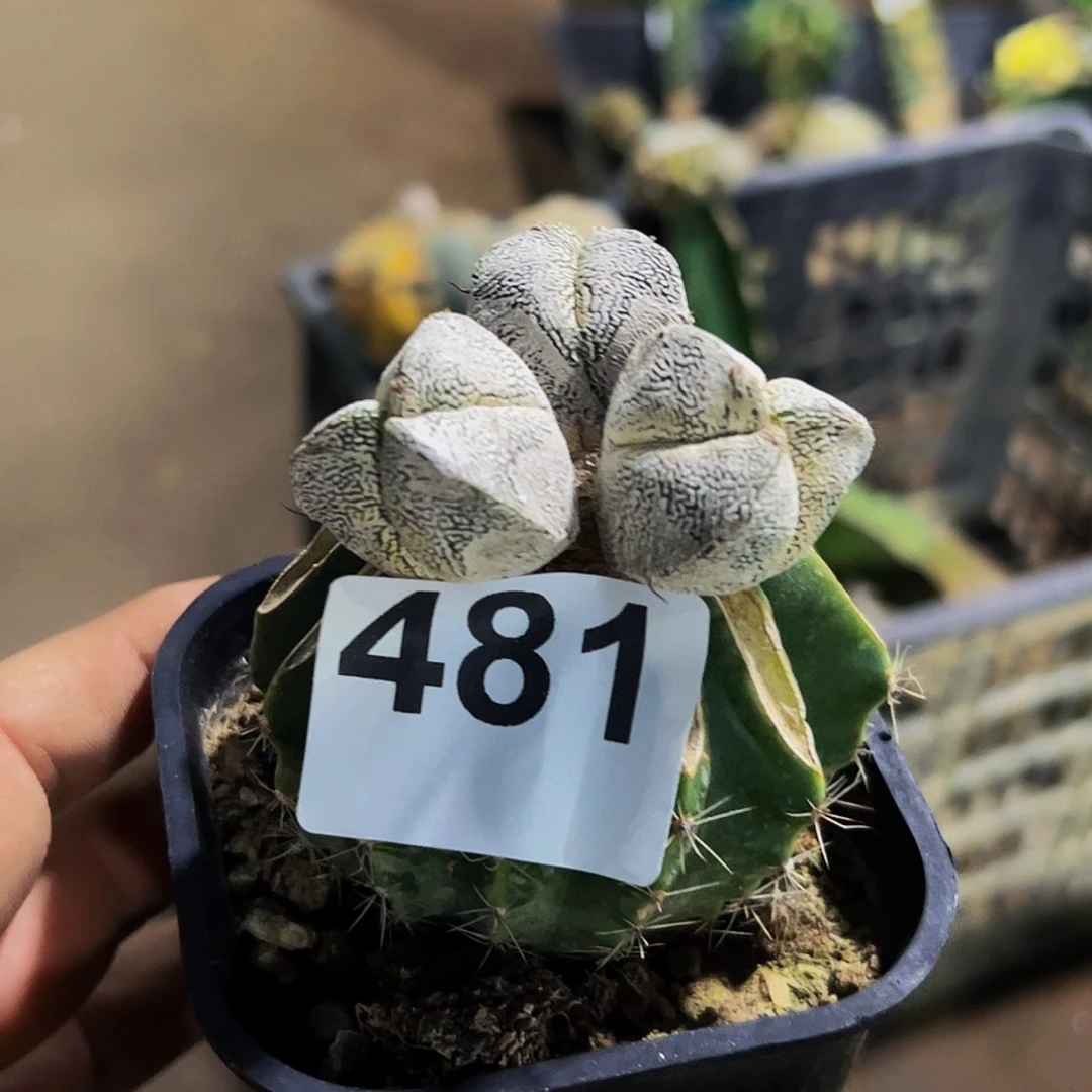 无花朵福利三头恩中481