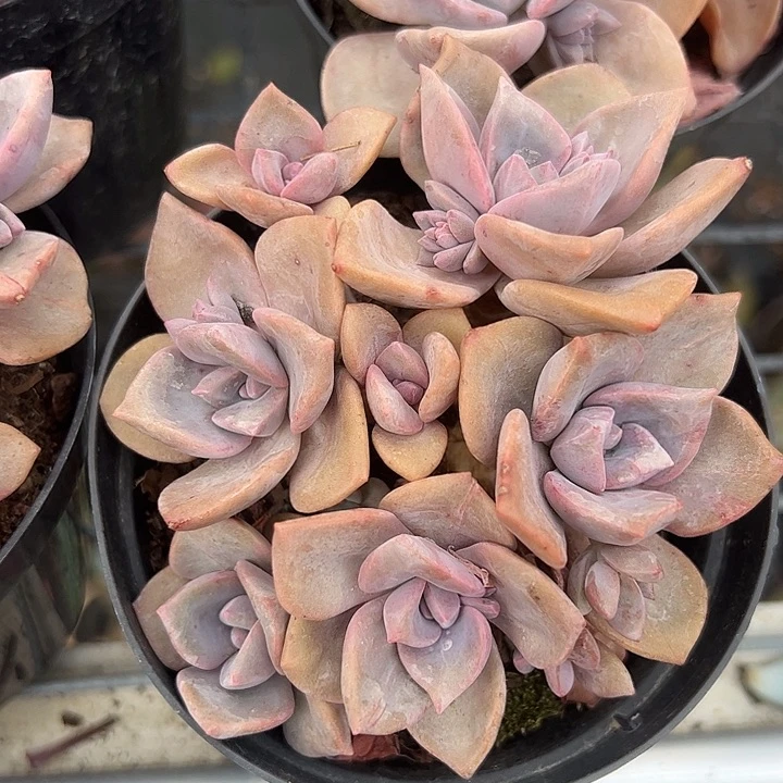 彩虹糖多肉植物精品