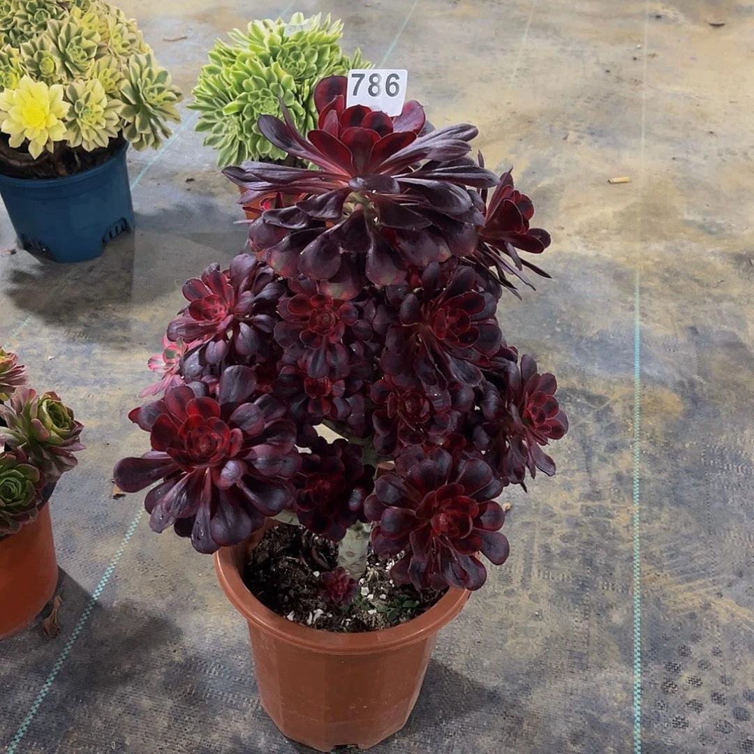 冰*。多肉植物一物一拍786