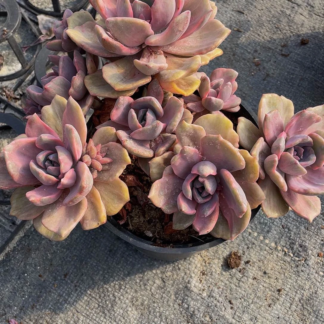 @***签彩虹糖锦多肉植物群