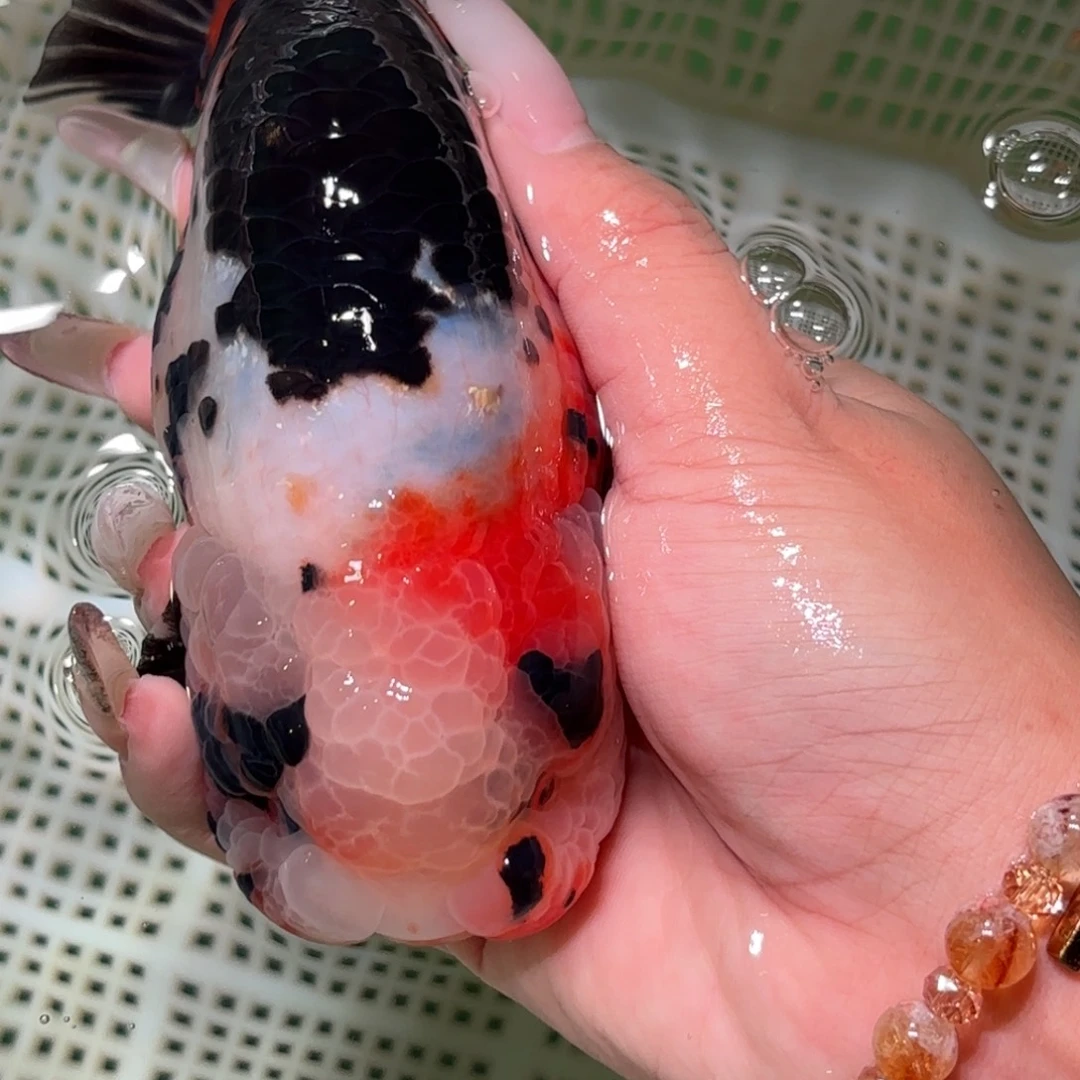 梦***实金鱼拍包装包邮，不拍包装运费到付