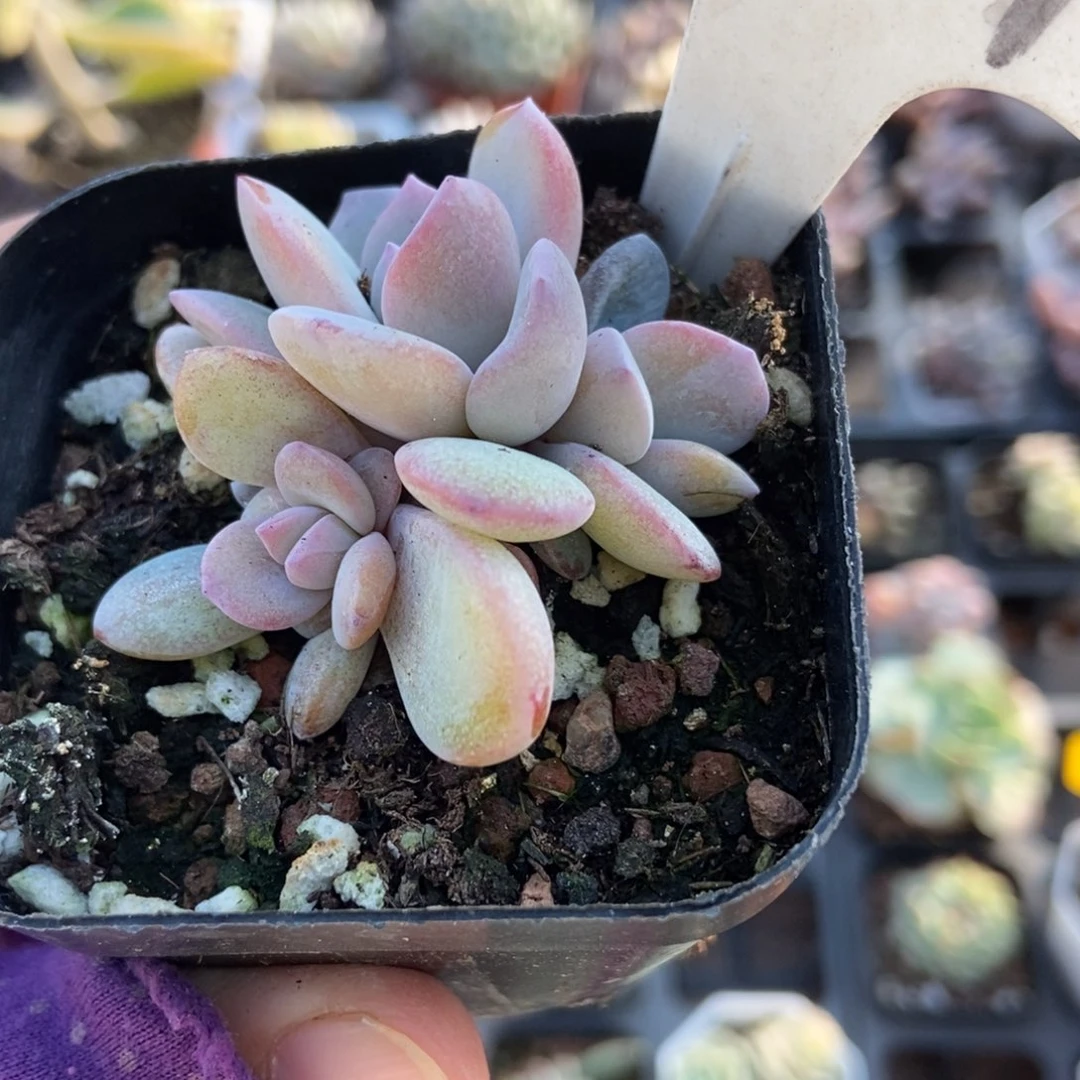 2001奶茶多肉植物多肉