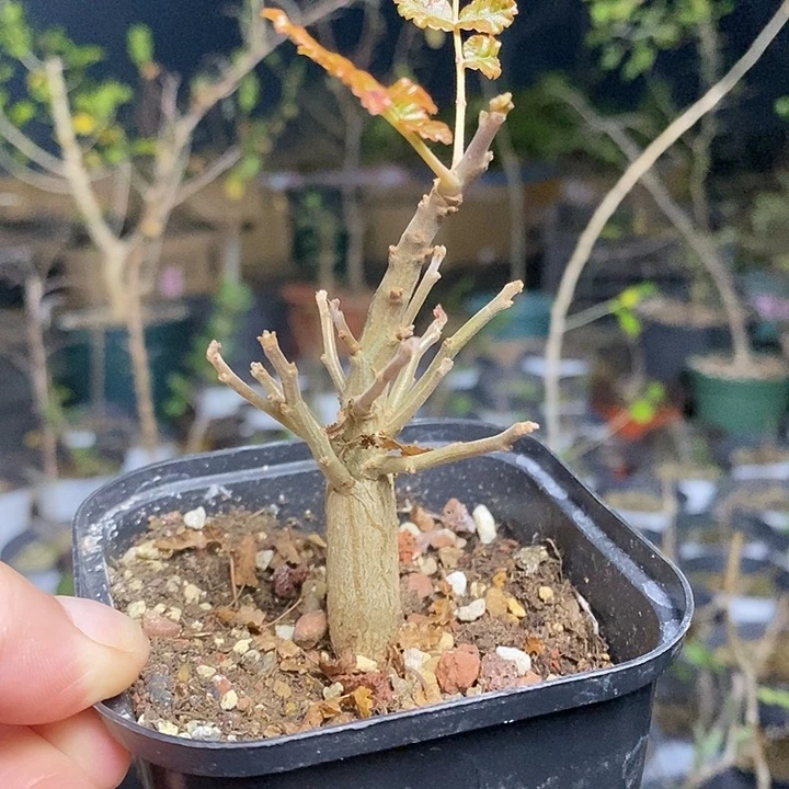 买***玩索娜带盆土发货植物