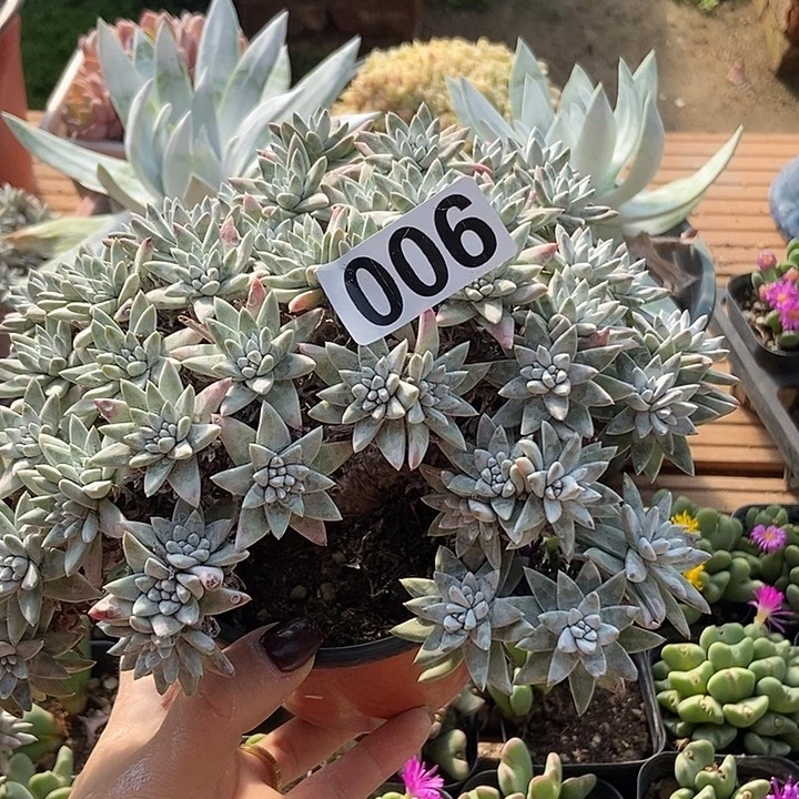 60头白菊一物一拍
