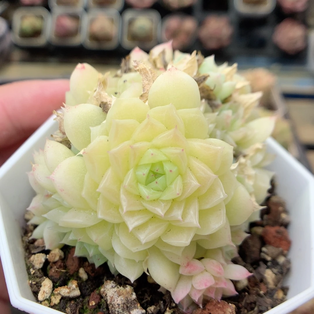 G111 ，20包邮两天凑单偏远不发货