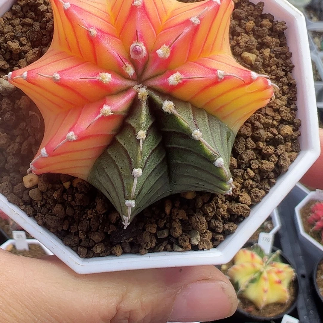 145-肋骨锦带盆土发货