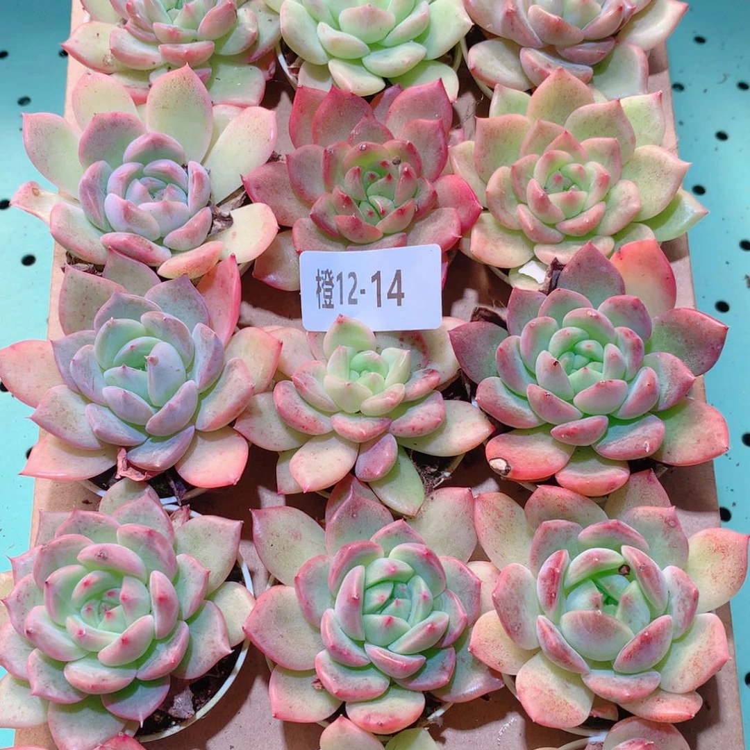 12-14一物一拍多肉带盆18颗
