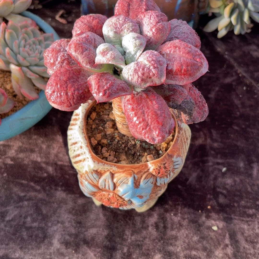 一物一拍，狂野男爵