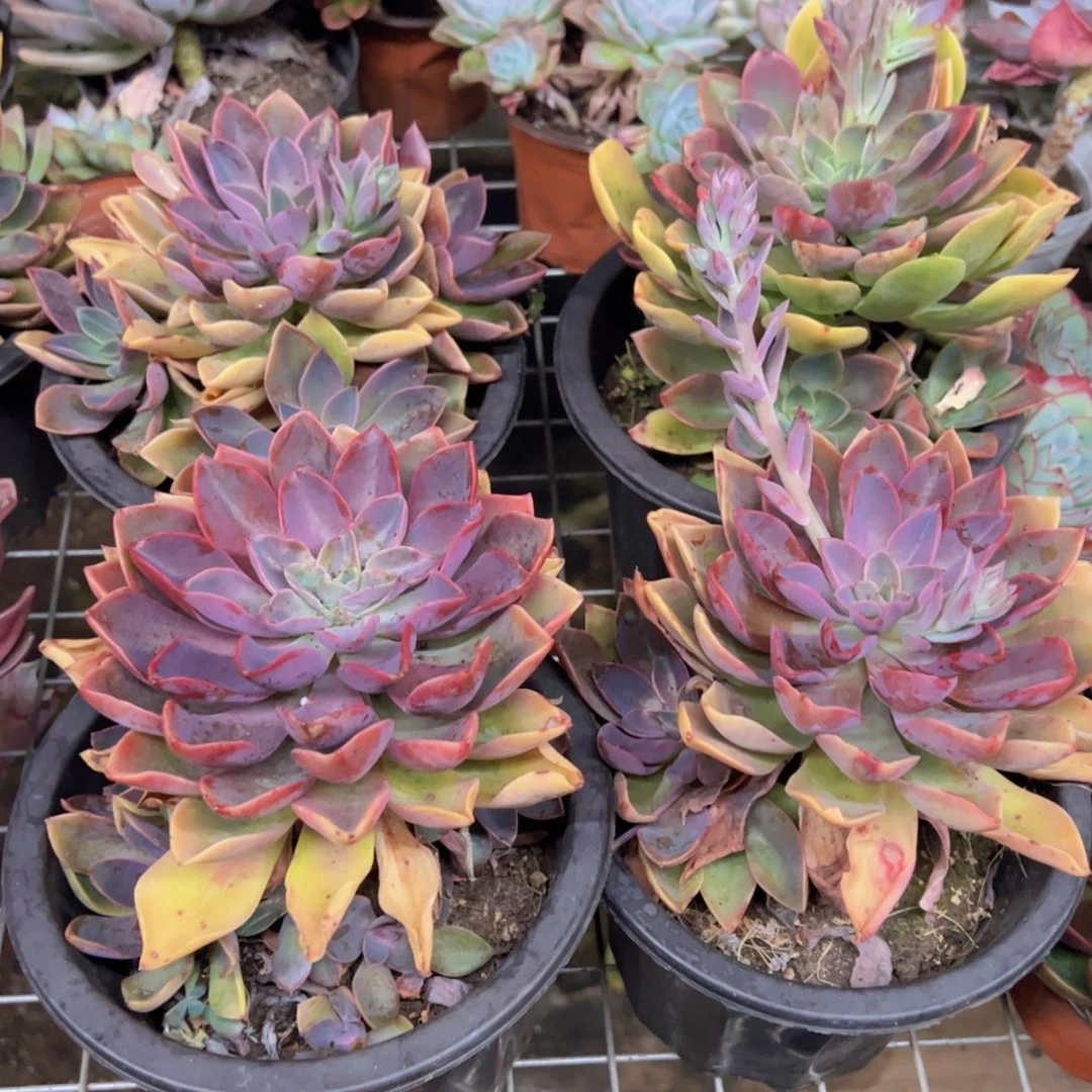 紫气东来大单头带仔