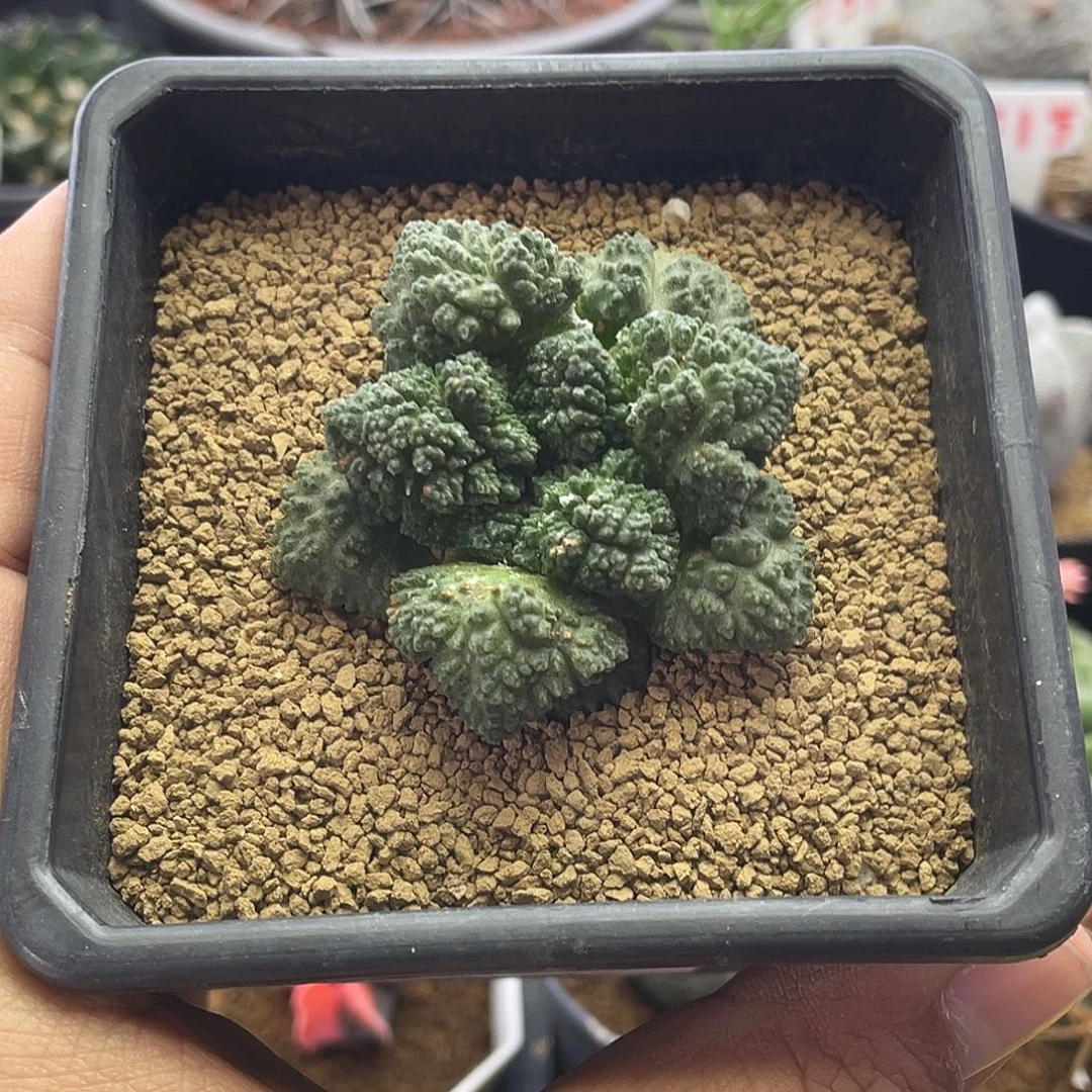 角尤哥斯拉牡丹 带盆土包邮